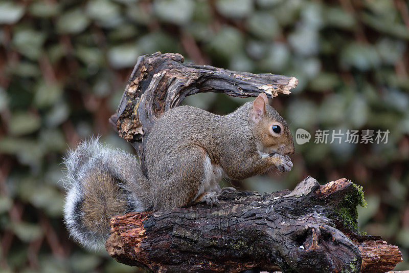 灰松鼠(sciurus carolinensis)的特写